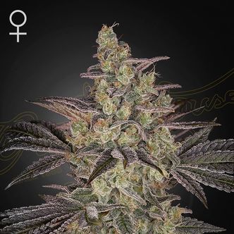 Frosted Guava Auto (Greenhouse Seeds) feminisiert