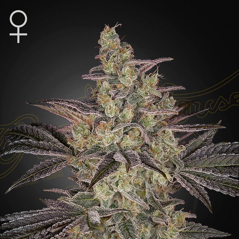 Frosted Guava Auto (Greenhouse Seeds) feminisiert