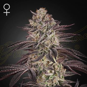 Biscotti Auto (Greenhouse Seeds) feminisiert