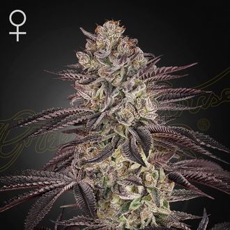 Biscotti Auto (Greenhouse Seeds) feminisiert