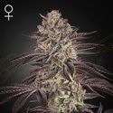 Biscotti Auto (Greenhouse Seeds) feminisiert