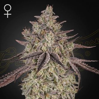 Skywalker Auto (Greenhouse Seeds) feminisiert