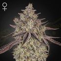 Skywalker Auto (Greenhouse Seeds) feminisiert