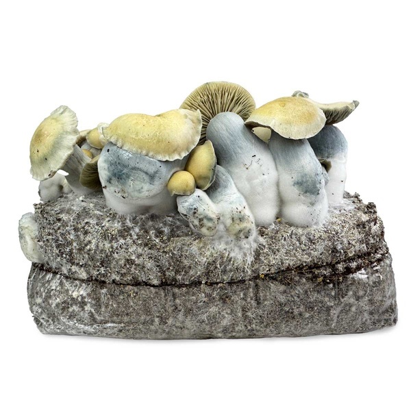 Zamnesia Ready-2-Grow Bag 'Bluey Vuitton