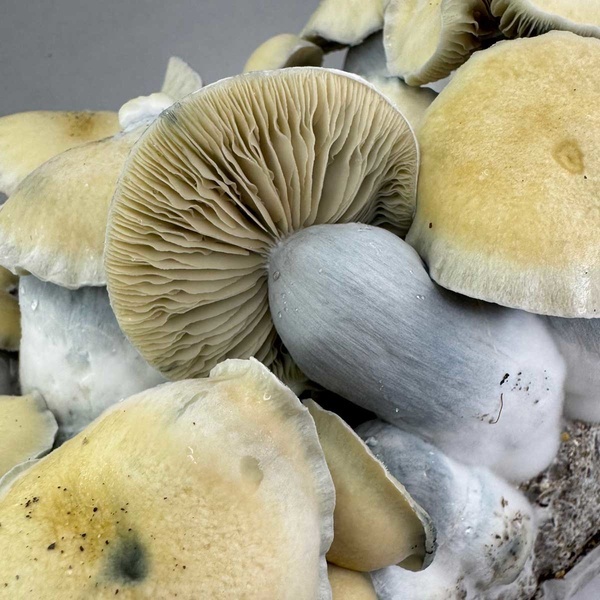 Zamnesia Ready-2-Grow Bag 'Bluey Vuitton