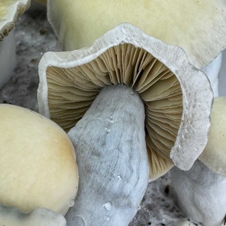 Zamnesia Ready-2-Grow Bag 'Bluey Vuitton