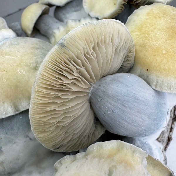 Zamnesia Ready-2-Grow Bag 'Bluey Vuitton