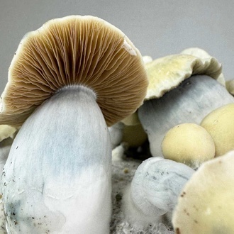 Zamnesia Ready-2-Grow Bag 'Bluey Vuitton