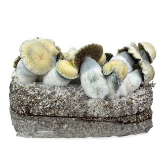 Zamnesia Ready-2-Grow Bag 'Bluey Vuitton