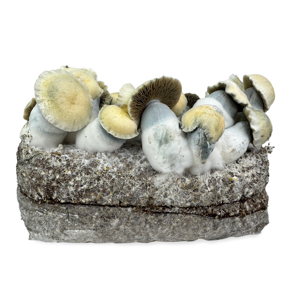 Zamnesia Ready-2-Grow Bag 'Bluey Vuitton