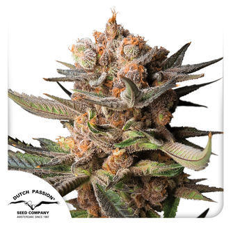 Auto Frozen Biscotti (Dutch Passion) feminisiert