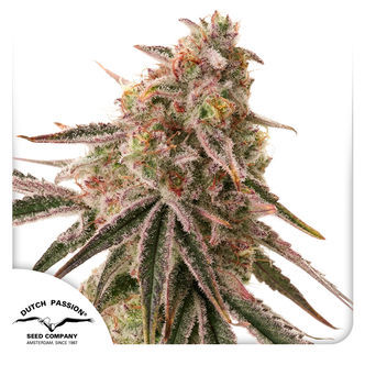 Frozen Biscotti (Dutch Passion) feminisiert