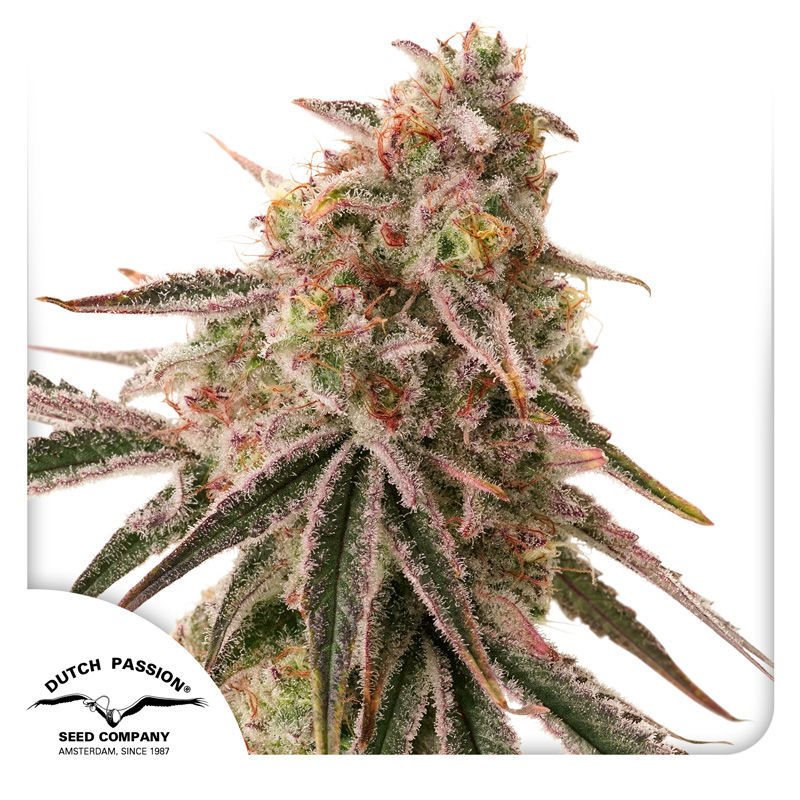 Frozen Biscotti Feminisiert (Dutch Passion)