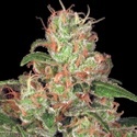 Auto Collection Pack 2 (Paradise Seeds) feminisiert