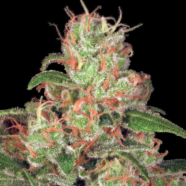 Auto Collection Pack 2 (Paradise Seeds) feminisiert