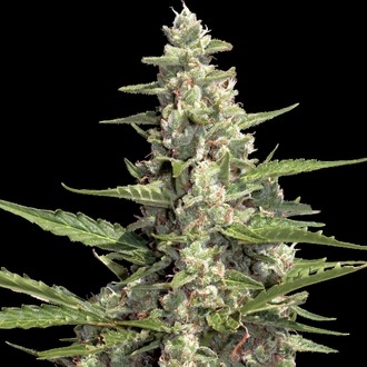 Auto Collection Pack 2 (Paradise Seeds) feminisiert