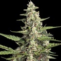 Auto Collection Pack 2 (Paradise Seeds) feminisiert