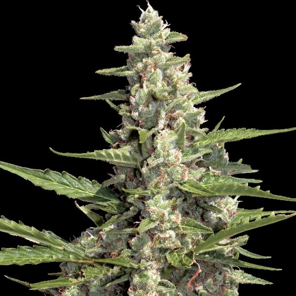 Auto Collection Pack 2 (Paradise Seeds) feminisiert