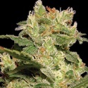Auto Collection Pack 2 (Paradise Seeds) feminisiert