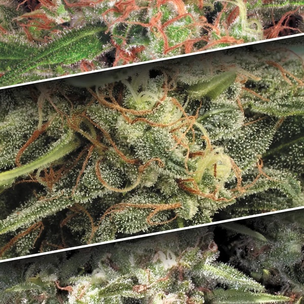 Auto Collection Pack 2 (Paradise Seeds) feminisiert