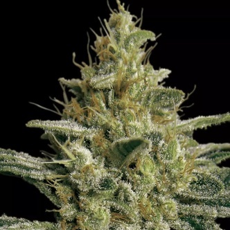 Allkush (Paradise Seeds) feminisiert
