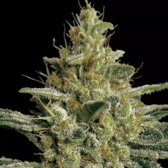 Allkush (Paradise Seeds) feminisiert