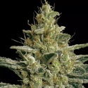 Allkush (Paradise Seeds) feminisiert