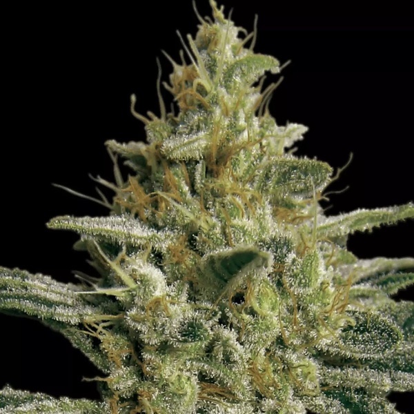 Allkush (Paradise Seeds) feminisiert