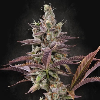 Apricot Candy (Paradise Seeds) feminisiert