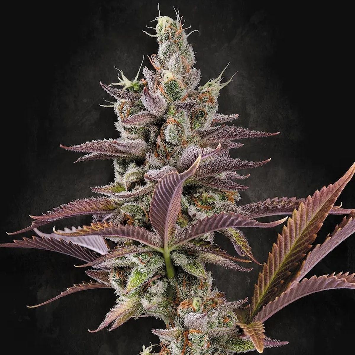 Apricot Candy (Paradise Seeds) feminisiert