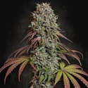 Blue Gem (Paradise Seeds) feminisiert