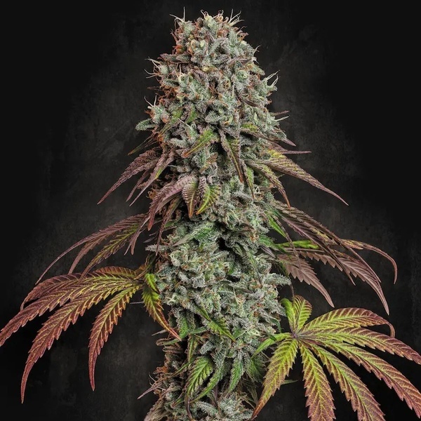Blue Gem (Paradise Seeds) feminisiert