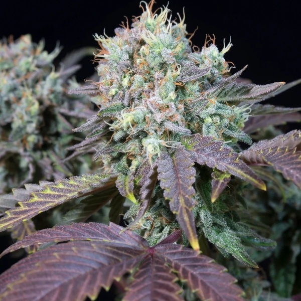 Blue Gem (Paradise Seeds) feminisiert