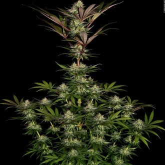 Chocolate Wafflez (Paradise Seeds) feminisiert