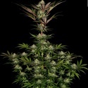 Chocolate Wafflez (Paradise Seeds) feminisiert