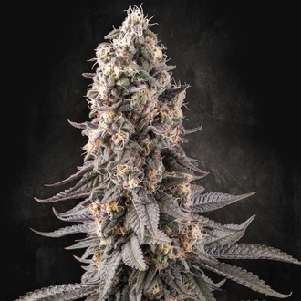 El Dorado OG (Paradise Seeds) feminisiert