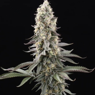 El Dorado OG (Paradise Seeds) feminisiert