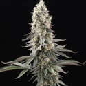 El Dorado OG (Paradise Seeds) feminisiert