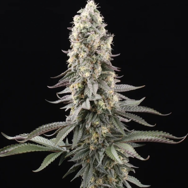 El Dorado OG (Paradise Seeds) feminisiert