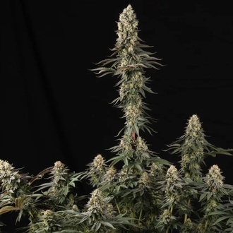 El Dorado OG (Paradise Seeds) feminisiert