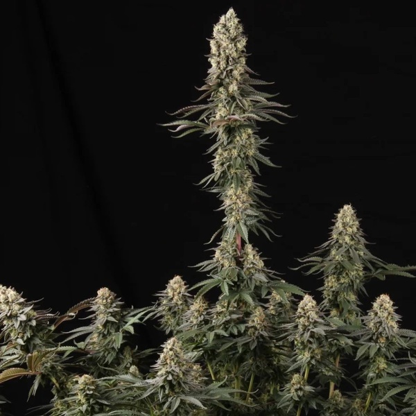 El Dorado OG (Paradise Seeds) feminisiert