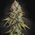 Highway 66 (Paradise Seeds) feminisiert
