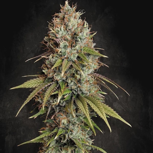 Highway 66 (Paradise Seeds) feminisiert