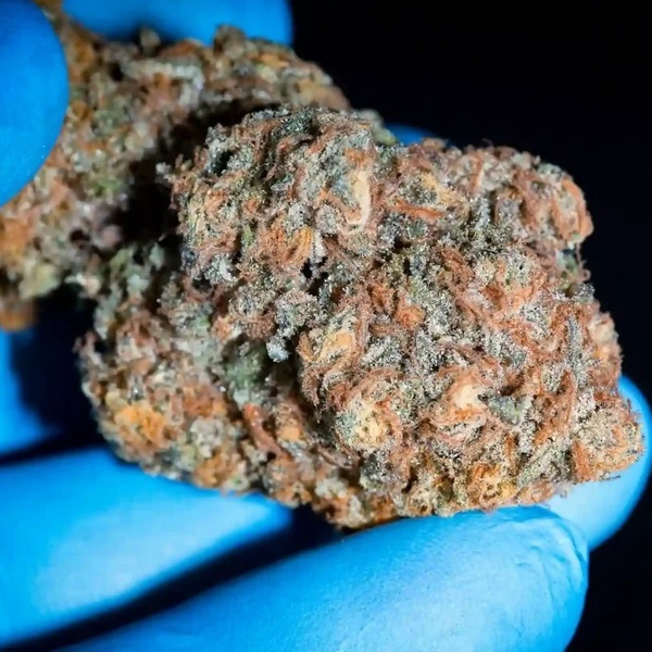 Highway 66 (Paradise Seeds) feminisiert