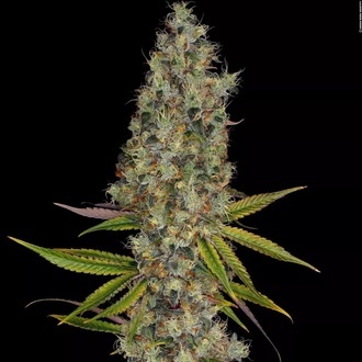 Rainbow Road (Paradise Seeds) feminisiert
