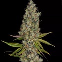 Rainbow Road (Paradise Seeds) feminisiert