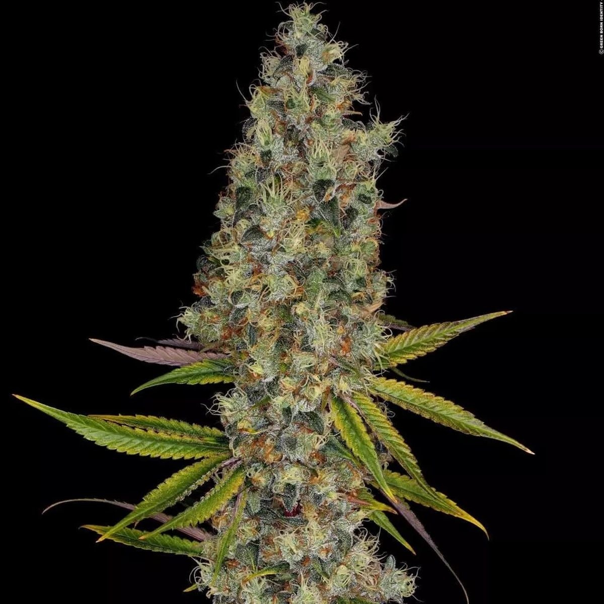 Rainbow Road (Paradise Seeds) feminisiert