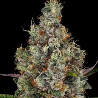 Rainbow Road (Paradise Seeds) feminisiert