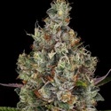 Rainbow Road (Paradise Seeds) feminisiert