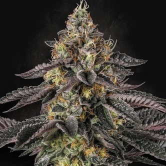 Sunset Paradise (Paradise Seeds) feminisiert